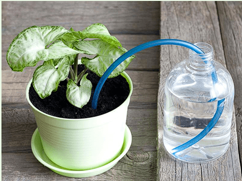 Automatic Plant Watering System